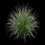 Variegated Black Sedge