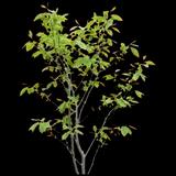 Spicebush