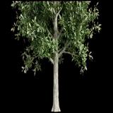 White Oak