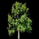 Chinkapin Oak