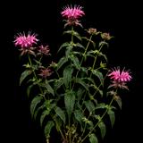 Marshall's Bee Balm