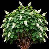Snowflake Oakleaf Hydrangea