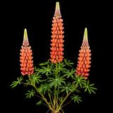 Garden Lupine