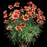 Plains Coreopsis