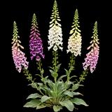 Common Foxglove