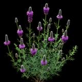 Purple Prairie Clover