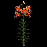 Tiger Lily