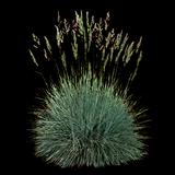 Blue Fescue