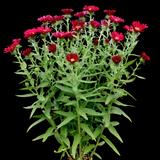 Crimson Brocade New England Aster