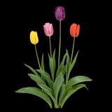 All Spring Mix Tulip