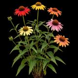 Cheyenne Spirit Coneflower