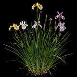 Pseudata Iris