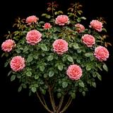 Alive Rose