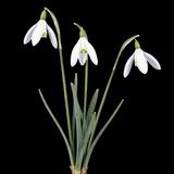 Snowdrop