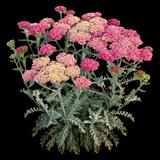 Sassy Summer Taffy Common Yarrow