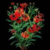 Sneezeweed 'Hot Lava'
