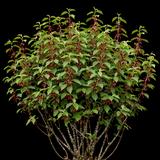 Diane Witch Hazel