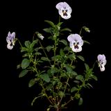 Painted Porcelain Pansy