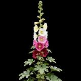 Old Farmyard Hollyhock