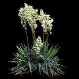 Weak-leaf Yucca