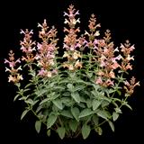 Kudos Ambrosia Anise Hyssop