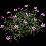 Rose Verbena