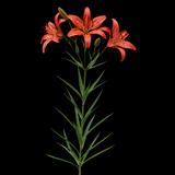 Wood Lily