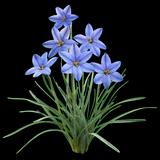 Spring Starflower