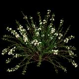 Snow Flurry Heath Aster