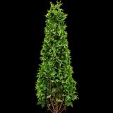 Emerald Green Arborvitae