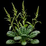Bloomsdale Spinach