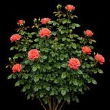 Coral Freedom Rose