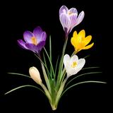 Crocus Mix