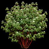 Red Twig Dogwood