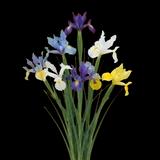Dutch Iris Mix