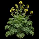 Ornamental Kale