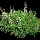 Little Texas False Indigo