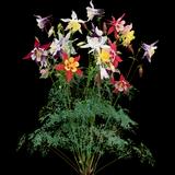 Columbine Mix