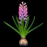 Jumbo Mixed Hyacinth
