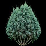 Blue Point Juniper