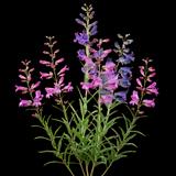 Beardtongue Rondo