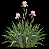 Celebration Song Iris