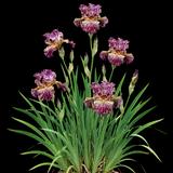 Bewilderbeast KickStart Bearded Iris