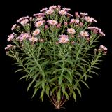 Rosa Sieger New England Aster