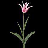 Marilyn Tulip