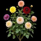 Dinnerplate Cutting Dahlia