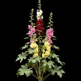 Double Hollyhock