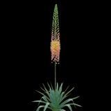 Foxtail Lily Desert Candle