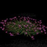 Red Creeping Thyme