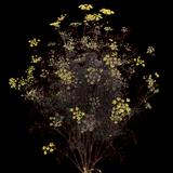 Consanguineum Bronze Fennel